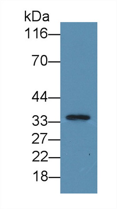 Western blot - Anti-ITLN1 antibody (AB232885), expandable thumbnail