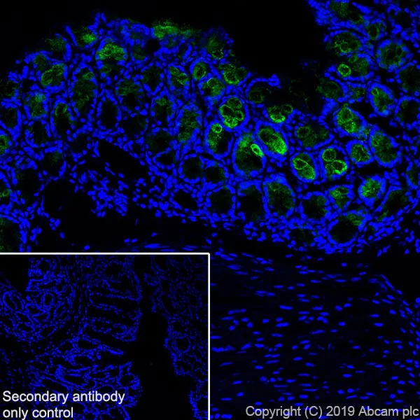 Immunohistochemistry (Frozen sections) - Anti-ITLN1 + ITLN2 antibody [EPR22491-81] (AB252926)