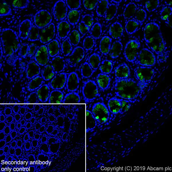 Immunohistochemistry (Frozen sections) - Anti-ITLN1 + ITLN2 antibody [EPR22491-81] (AB252926)
