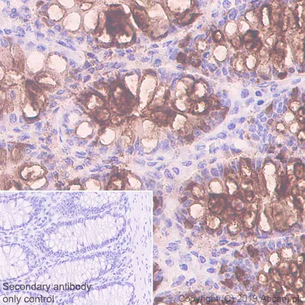 Immunohistochemistry (Formalin/PFA-fixed paraffin-embedded sections) - Anti-ITLN1 + ITLN2 antibody [EPR22491-81] - BSA and Azide free (AB254470)