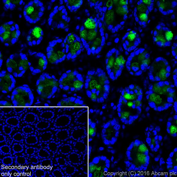 Immunohistochemistry (Frozen sections) - Anti-ITLN1+ITLN2 antibody [EPR20311] - BSA and Azide free (AB251518), expandable thumbnail