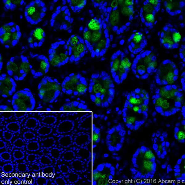 Immunohistochemistry (Frozen sections) - Anti-ITLN1+ITLN2 antibody [EPR20311] - BSA and Azide free (AB251518)
