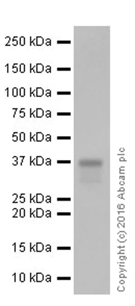 Western blot - Anti-ITLN1+ITLN2 antibody [EPR20311] - BSA and Azide free (AB251518)
