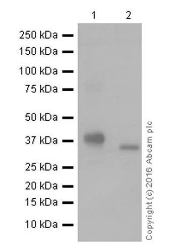 Western blot - Anti-ITLN1+ITLN2 antibody [EPR20311] - BSA and Azide free (AB251518)