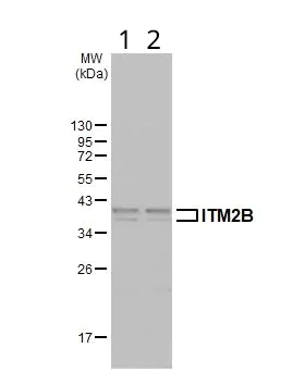 Western blot - Anti-ITM2B antibody (AB101522)