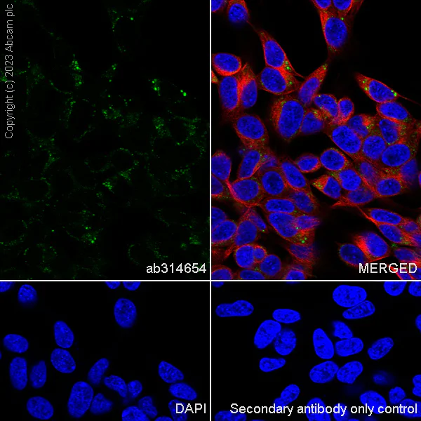 Immunocytochemistry/ Immunofluorescence - Anti-ITM2B antibody [EPR27849-60] - BSA and Azide free (AB314655)