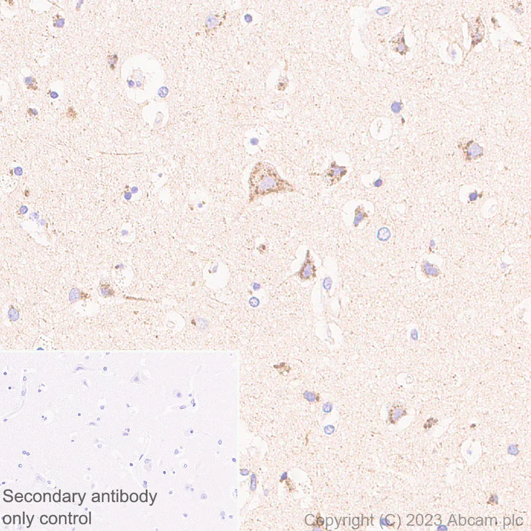 Immunohistochemistry (Formalin/PFA-fixed paraffin-embedded sections) - Anti-ITM2B antibody [EPR27849-60] - BSA and Azide free (AB314655)