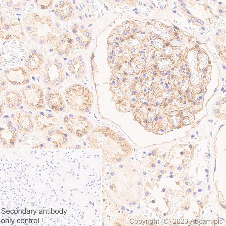 Immunohistochemistry (Formalin/PFA-fixed paraffin-embedded sections) - Anti-ITM2B antibody [EPR27849-60] - BSA and Azide free (AB314655)