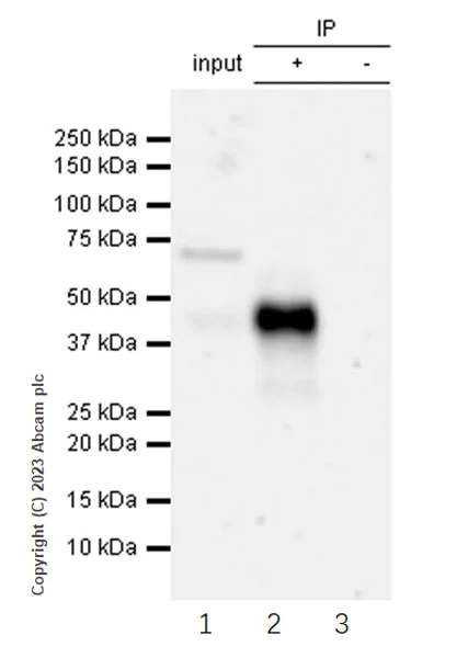 Immunoprecipitation - Anti-ITM2B antibody [EPR27849-60] - BSA and Azide free (AB314655)