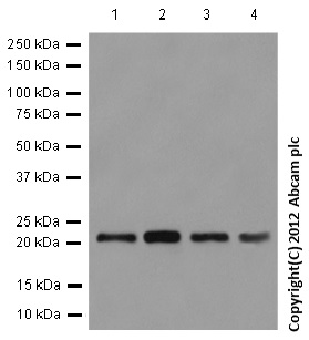 Western blot - Anti-ITPA antibody [EPR8779] - BSA and Azide free (AB248981)