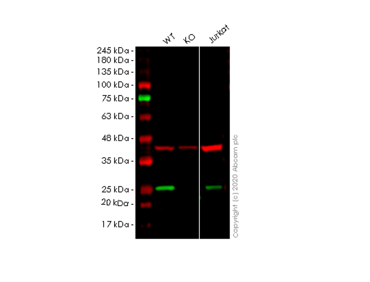 Western blot - Anti-ITPA antibody [EPR8779] - BSA and Azide free (AB248981)