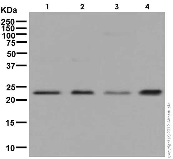 Western blot - Anti-ITPA antibody [EPR8780] (AB134937)