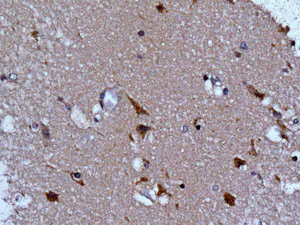 Immunohistochemistry (Formalin/PFA-fixed paraffin-embedded sections) - Anti-ITPK1 antibody [EPR10631] - BSA and Azide free (AB249873)