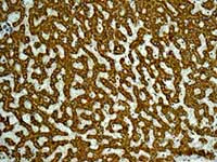 Immunohistochemistry (Formalin/PFA-fixed paraffin-embedded sections) - Anti-ITPK1 antibody [EPR10631] - BSA and Azide free (AB249873)