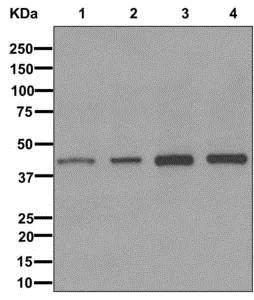 Western blot - Anti-ITPK1 antibody [EPR10631] - BSA and Azide free (AB249873)