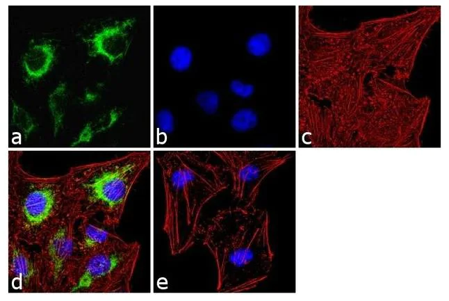 Immunocytochemistry - Anti-ITPR2 antibody (AB5805)
