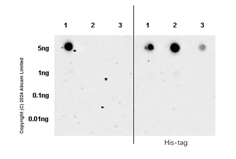 Dot Blot - Anti-ITPR2 antibody [EPR28319-63] (AB320725)