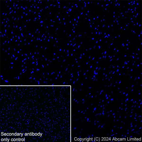 Immunohistochemistry (Frozen sections) - Anti-ITPR2 antibody [EPR28319-63] (AB320725)