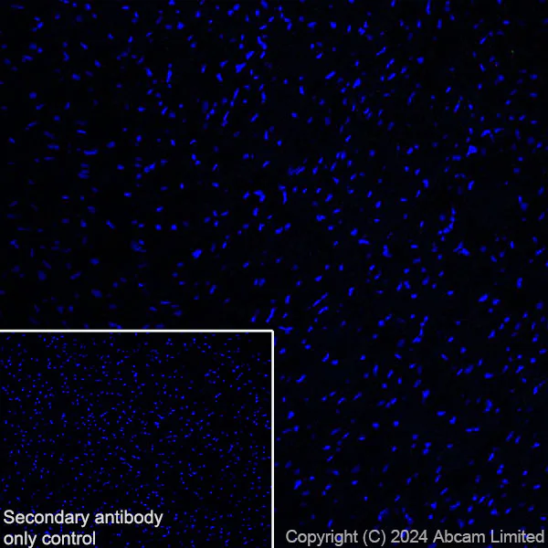 Immunohistochemistry (Frozen sections) - Anti-ITPR2 antibody [EPR28319-63] (AB320725)