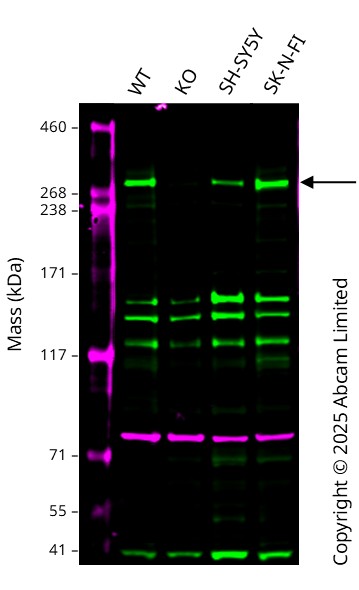 Western blot - Anti-ITPR3 antibody (AB264283)