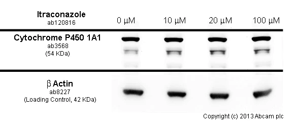 Functional Studies - Itraconazole, Cytochrome p450 inhibitor (AB120816)