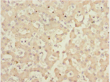Immunohistochemistry (Formalin/PFA-fixed paraffin-embedded sections) - Anti-IWS1 antibody (AB230183)