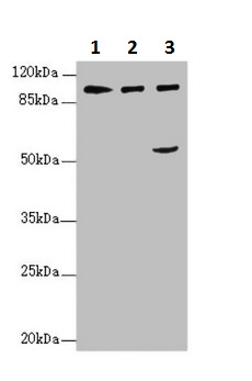 Western blot - Anti-IWS1 antibody (AB230183)