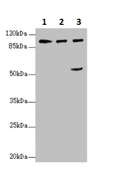Western blot - Anti-IWS1 antibody (AB230183)
