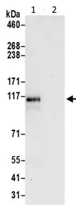 Immunoprecipitation - Anti-IWS1 antibody - N-terminal (AB195309)