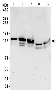 Western blot - Anti-IWS1 antibody - N-terminal (AB195309)