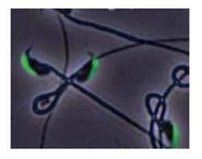 Immunocytochemistry/ Immunofluorescence - Anti-IZUMO1 antibody [125] (AB211626)