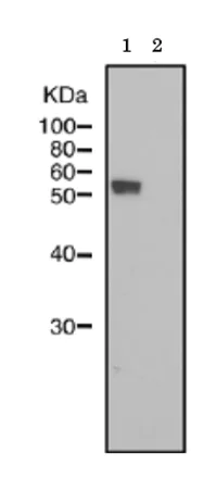 Western blot - Anti-IZUMO1 antibody [125] (AB211626)