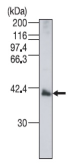 Western blot - Anti-IZUMO1 antibody (AB211623), expandable thumbnail