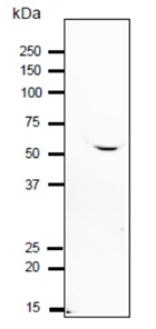 Western blot - Anti-IZUMO1 antibody (AB211623), expandable thumbnail