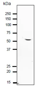 Western blot - Anti-IZUMO1 antibody (AB211623)
