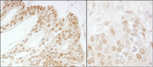 Immunohistochemistry (Formalin/PFA-fixed paraffin-embedded sections) - Anti-JAB1 antibody (AB12323), expandable thumbnail
