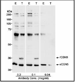 Western blot - Anti-JAB1 antibody (AB12323), expandable thumbnail