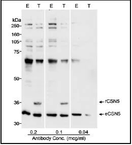 Western blot - Anti-JAB1 antibody (AB12323)