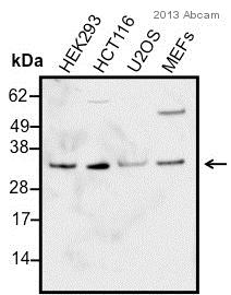 Western blot - Anti-JAB1 antibody (AB12323), expandable thumbnail