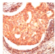 Immunohistochemistry (Formalin/PFA-fixed paraffin-embedded sections) - Anti-JAB1 antibody (AB74271)