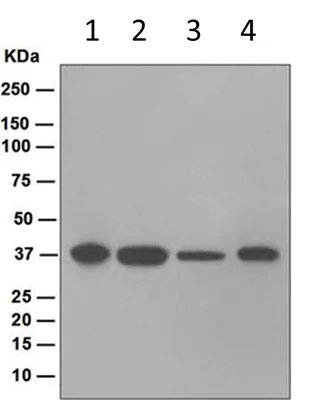 Western blot - Anti-JAB1 antibody [EPR1350] (AB124720)