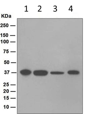 Western blot - Anti-JAB1 antibody [EPR1350] - BSA and Azide free (AB247980), expandable thumbnail