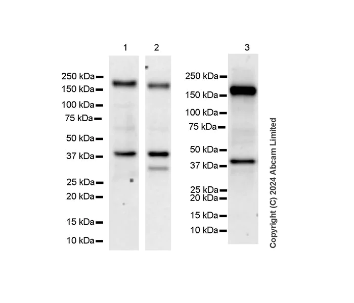 Western blot - Anti-Jagged 2/JAG2 antibody [EPR29026-90] (AB322107)