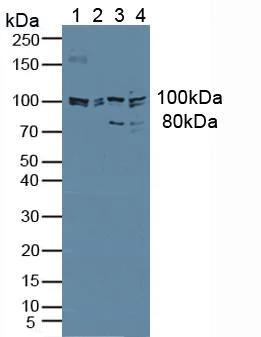 Western blot - Anti-Jagged1 antibody (AB233101)