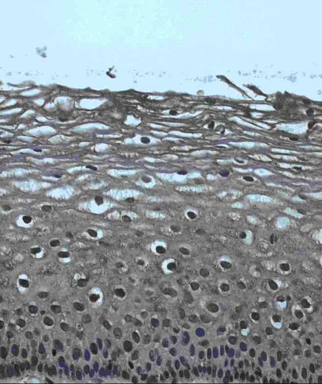 Immunohistochemistry (Formalin/PFA-fixed paraffin-embedded sections) - Anti-Jagged1 antibody (AB7771), expandable thumbnail