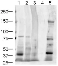 Western blot - Anti-Jagged1 antibody (AB7771)