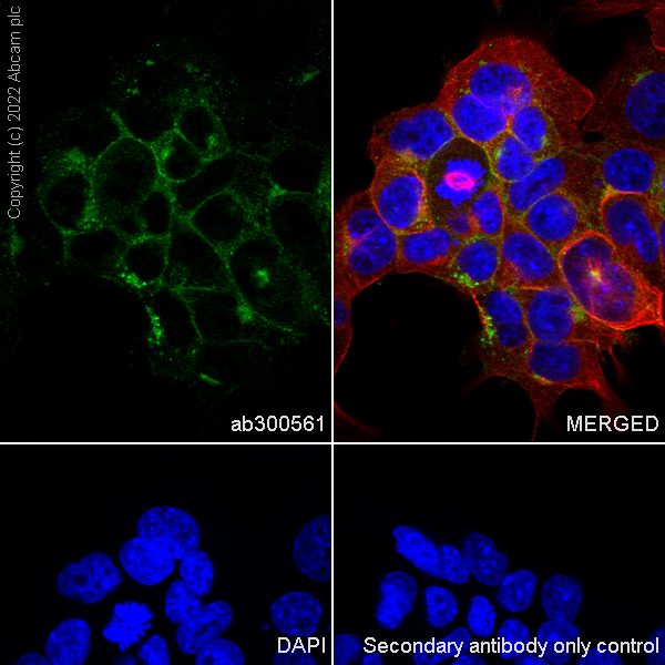 Immunocytochemistry/ Immunofluorescence - Anti-Jagged1 antibody [EPR26134-17] (AB300561), expandable thumbnail