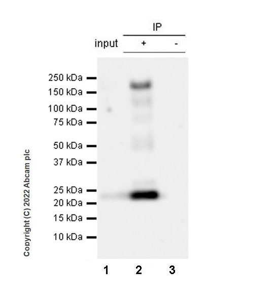 Immunoprecipitation - Anti-Jagged1 antibody [EPR26134-17] (AB300561), expandable thumbnail