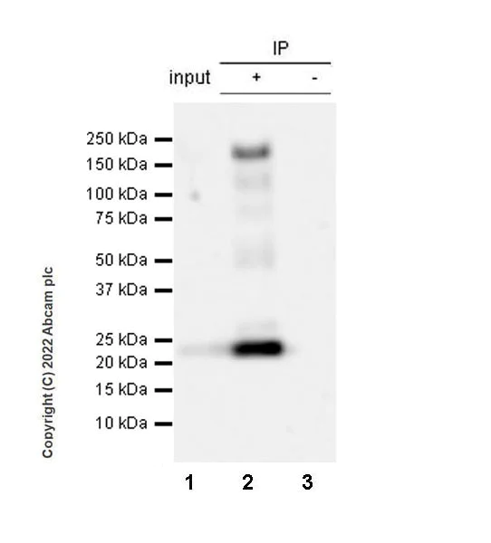 Immunoprecipitation - Anti-Jagged1 antibody [EPR26134-17] (AB300561)