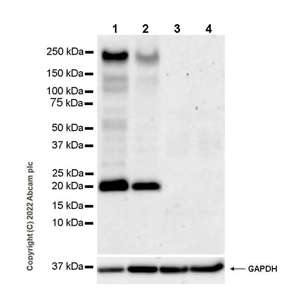 Western blot - Anti-Jagged1 antibody [EPR26134-17] (AB300561)